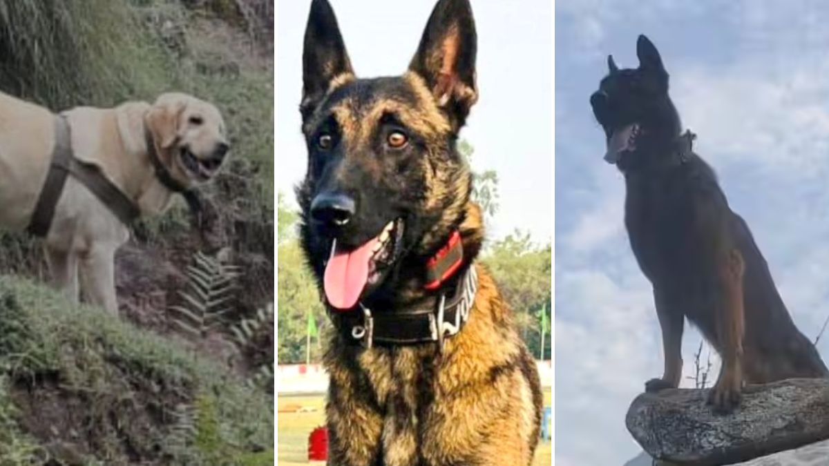 कोई गोली खाने के बाद भी डटा रहा, किसी ने छुड़ा दिए आतंकियों के पसीने; भारतीय सेना के बहादुर डॉग्स की कहानी