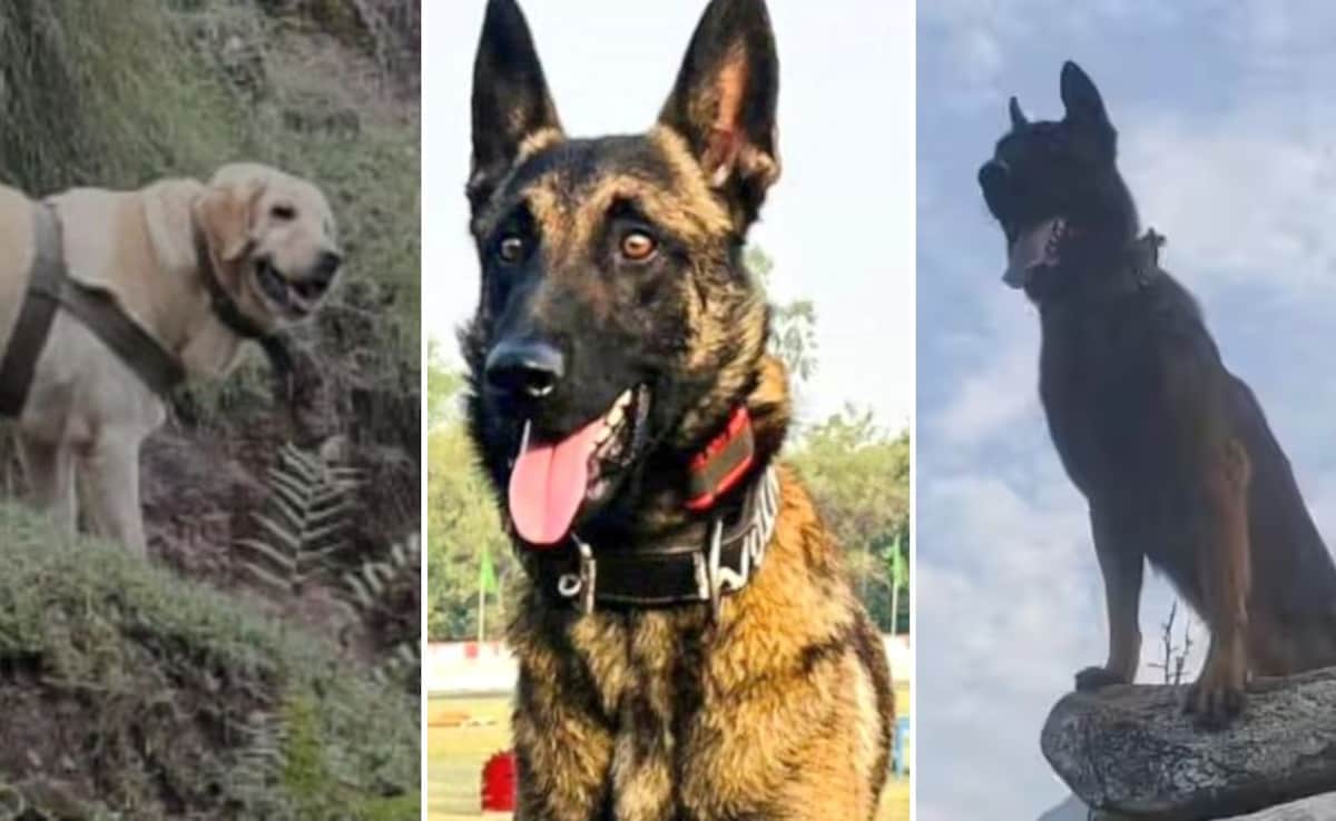 कोई गोली खाने के बाद भी डटा रहा, किसी ने छुड़ा दिए आतंकियों के पसीने; भारतीय सेना के बहादुर डॉग्स की कहानी