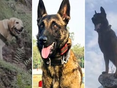 कोई गोली खाने के बाद भी डटा रहा, किसी ने छुड़ा दिए आतंकियों के पसीने; भारतीय सेना के बहादुर डॉग्स की कहानी