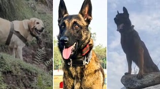 कोई गोली खाने के बाद भी डटा रहा, किसी ने छुड़ा दिए आतंकियों के पसीन; भारतीय सेना के बहादुर डॉग्स की कहानी