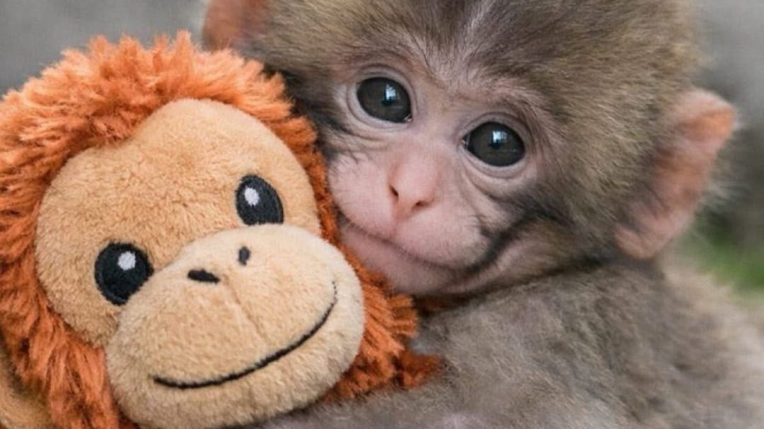 Baby Monkey 'Punch' Makes IKEA Orangutan Toy A Global Sensation As Resale Prices Shoot Up