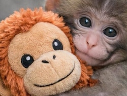 Baby Monkey 'Punch' Makes IKEA Orangutan Toy A Global Sensation As Resale Prices Shoot Up