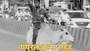 VIDEO: नशे में धुत्त शख्स सांड पर सवार हो गया, सिगरेट पीते हुए करने लगा सवारी, नहीं देखा होगा ये वीडियो