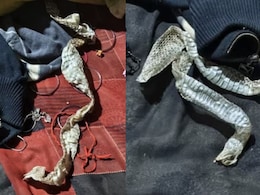 UP Woman Goes To Sleep, Family Finds 'Snake Skin' On Her Bed, No Trace Of Her