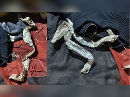 लड़की बनी नागिन! बेडरूम में मिली सांप की केंचुली और वो हो गई 'गायब'!