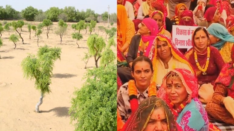 बीकानेर में खेजड़ी बचाने को लेकर आर-पार की लड़ाई शुरू, 500 से ज्यादा लोगों ने शुरू किया अनशन