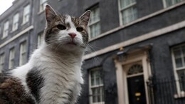 Larry The Cat Turns 19: Essential Health-Checks Every Pet Feline Needs To Live Long