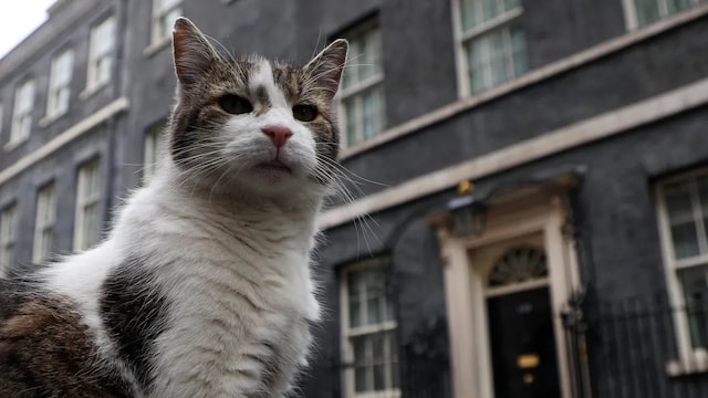 Larry was recruited by Prime Minister David Cameron in 2011 to deal with a mouse problem