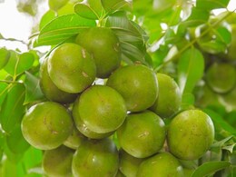 विटामिन सी का खजाना आमड़ा, स्वाद के साथ सेहत का भी साथी&nbsp;