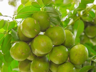 विटामिन सी का खजाना आमड़ा, स्वाद के साथ सेहत का भी साथी&nbsp;