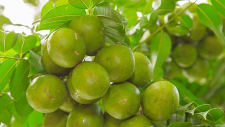 विटामिन सी का खजाना आमड़ा, स्वाद के साथ सेहत का भी साथी&nbsp;