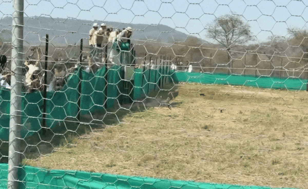 Cheetah Project: बोत्सवाना से कूनो पहुंचे 9 नए मेहमान, केंद्रीय मंत्री ने बाड़े में किया रिलीज, जानें अब कितनी हो गई संख्या?