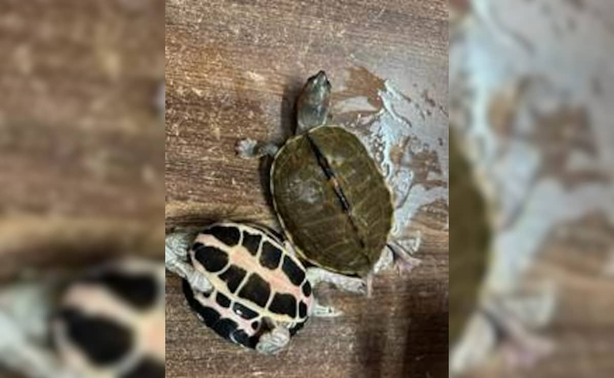 The Art of Baking: From Classic Bread to Artisan Pastries