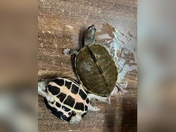 311 Endangered Turtles Seized From AC First-Class Coach In Bhopal