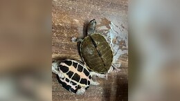 311 Endangered Turtles Seized From AC First-Class Coach In Bhopal