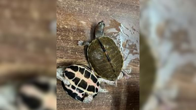 311 Endangered Turtles Seized From AC First-Class Coach In Bhopal