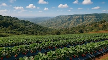 Which Hill Station Is Known As The 'Strawberry Capital Of India'