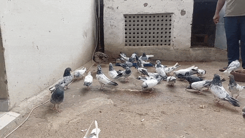 Rajasthan: मकराना में कबूतरों पर लाखों का दांव, व्हाट्सएप ग्रुप से आयोजित होती थीं अवैध प्रतियोगिताएं