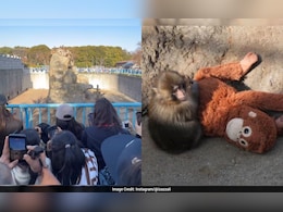 छोटे से दिल की बड़ी दास्तान...पंच ने सिखाया मोहब्बत क्या होती है