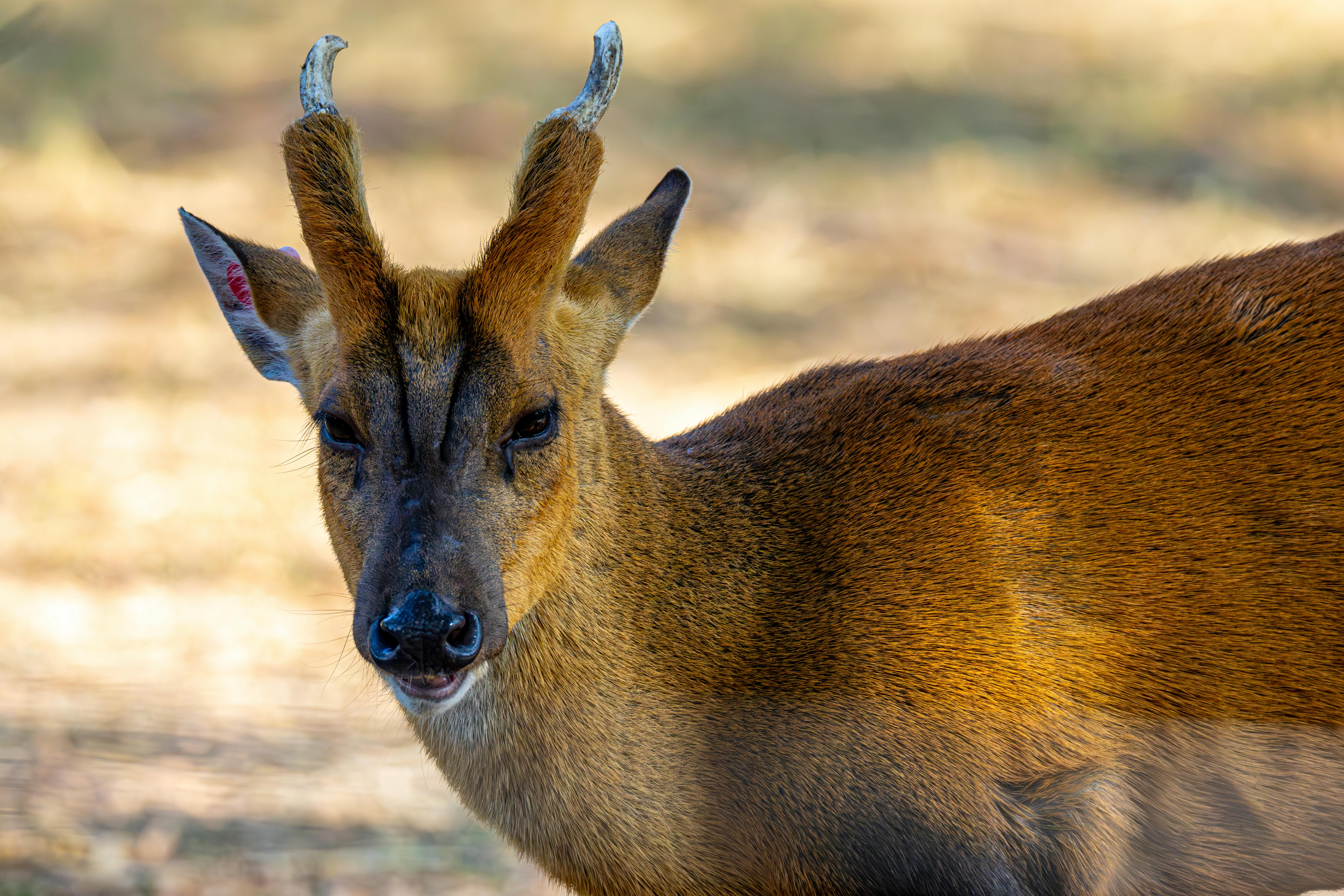 कुत्ते की तरह भौंकता है यह हिरण! नुकीले दांतों वाला ‘बार्किंग डियर' बना जंगल का अनोखा शिकारी