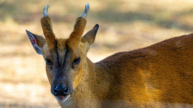 कुत्ते की तरह भौंकता है यह हिरण! नुकीले दांतों वाला &lsquo;बार्किंग डियर&rsquo; बना जंगल का अनोखा शिकारी