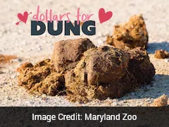 दिल तोड़ने वाले से बदला लेने का अनोखा तरीका, एक्स के नाम पर रखवाएं जानवर की पॉटी का नाम, मिलेगा सर्टिफिकेट!