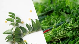 Curry Leaves Vs. Coriander Leaves: Which Herb Is Healthier?