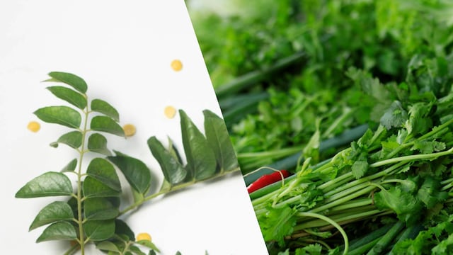 Curry leaves and coriander leaves are staples in the Indian kitchen