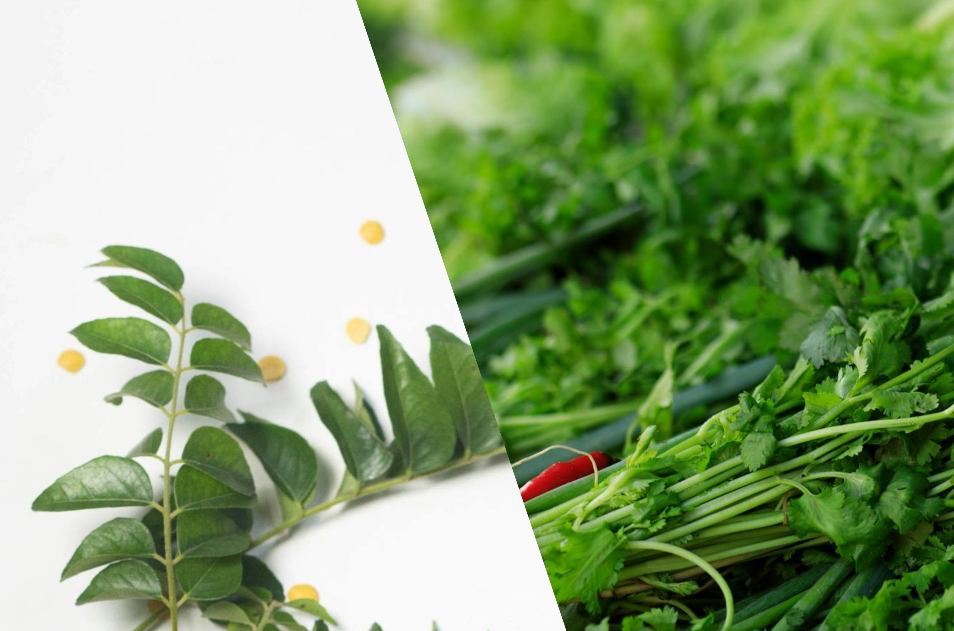Curry leaves and coriander leaves are staples in the Indian kitchen