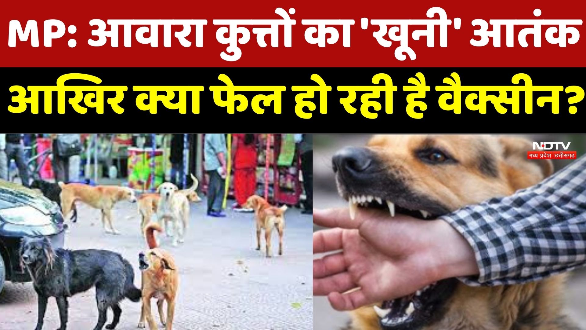 MP Stray Dogs: Rabies Vaccine या धोखा? 3 Dose के बाद भी क्यों नहीं बची मासूम की जान