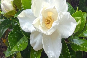 गुणों का खजाना है गंधराज फूल, जानिए सेहत और त्वचा के लिए इसके जबरदस्त फायदे