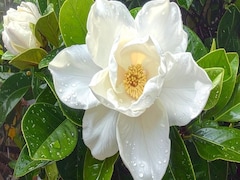 गुणों का खजाना है गंधराज फूल, जानिए सेहत और त्वचा के लिए इसके जबरदस्त फायदे