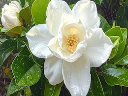 गुणों का खजाना है गंधराज फूल, जानिए सेहत और त्वचा के लिए इसके जबरदस्त फायदे