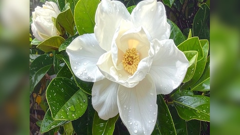 गुणों का खजाना है गंधराज फूल, जानिए सेहत और त्वचा के लिए इसके जबरदस्त फायदे