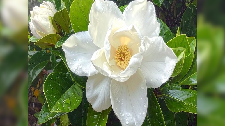 गुणों का खजाना है गंधराज फूल, जानिए सेहत और त्वचा के लिए इसके जबरदस्त फायदे