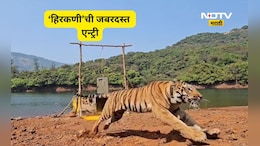 Satara News: सह्याद्रीच्या घनदाट जंगलात आणखी एक वाघ,  &lsquo;हिरकणी&rsquo;च्या एन्ट्रीचा दमदार Video