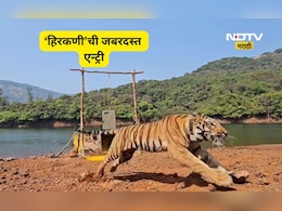 Satara News: सह्याद्रीच्या घनदाट जंगलात आणखी एक वाघ,  &lsquo;हिरकणी&rsquo;च्या एन्ट्रीचा दमदार Video