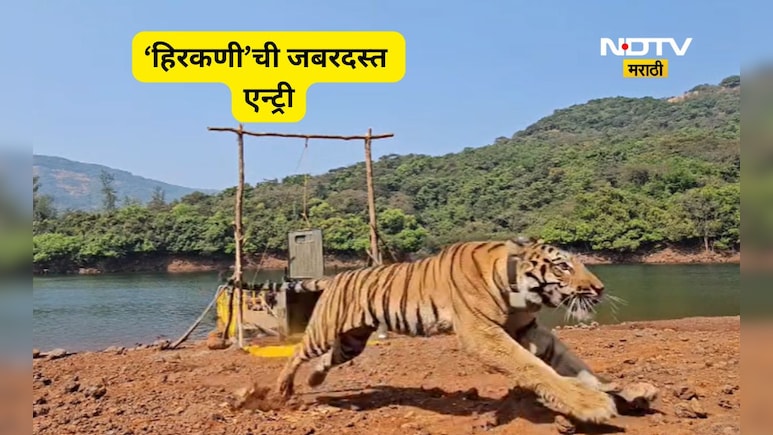 Satara News: सह्याद्रीच्या घनदाट जंगलात आणखी एक वाघ,  &lsquo;हिरकणी&rsquo;च्या एन्ट्रीचा दमदार Video