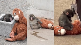 Story Of Abandoned Baby Monkey Punch Moves Internet, Andrew Tate's Brother Offers To Buy It