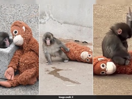 Story Of Abandoned Baby Monkey Punch Moves Internet, Andrew Tate's Brother Offers To Buy It