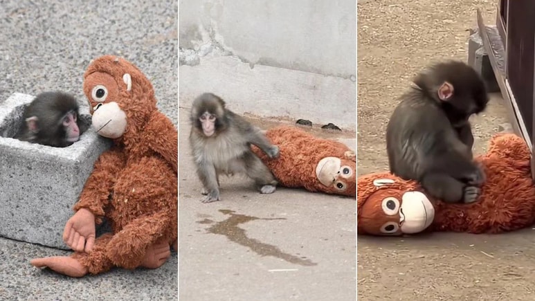 Story Of Abandoned Baby Monkey Punch Moves Internet, Andrew Tate's Brother Offers To Buy It