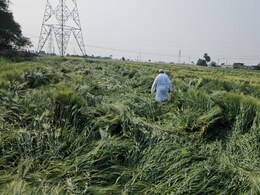 रतलाम में आसमान से कहर बनकर बरसा मावठा: चौपट हो गई खेतों में खड़ी गेहूं की फसल, किसान परेशान; मुआवजे की मांग