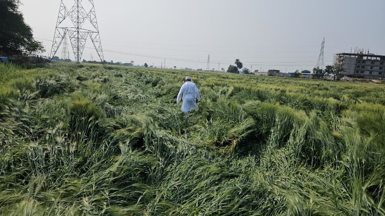 रतलाम में आसमान से कहर बनकर बरसा मावठा: चौपट हो गई खेतों में खड़ी गेहूं की फसल, किसान परेशान; मुआवजे की मांग