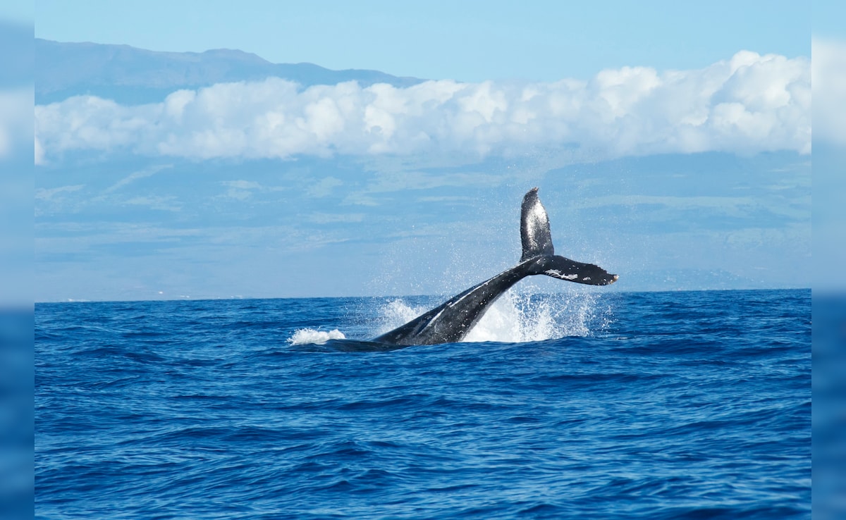 Middle East Conflicts Pose A Danger To Whales Off South Africa: Study