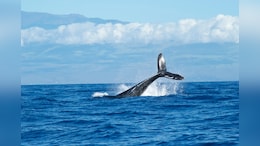Middle East Conflicts Pose A Danger To Whales Off South Africa: Study