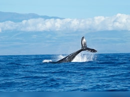 Middle East Conflicts Pose A Danger To Whales Off South Africa: Study