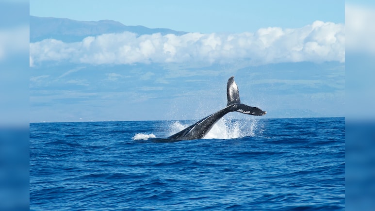 Middle East Conflicts Pose A Danger To Whales Off South Africa: Study