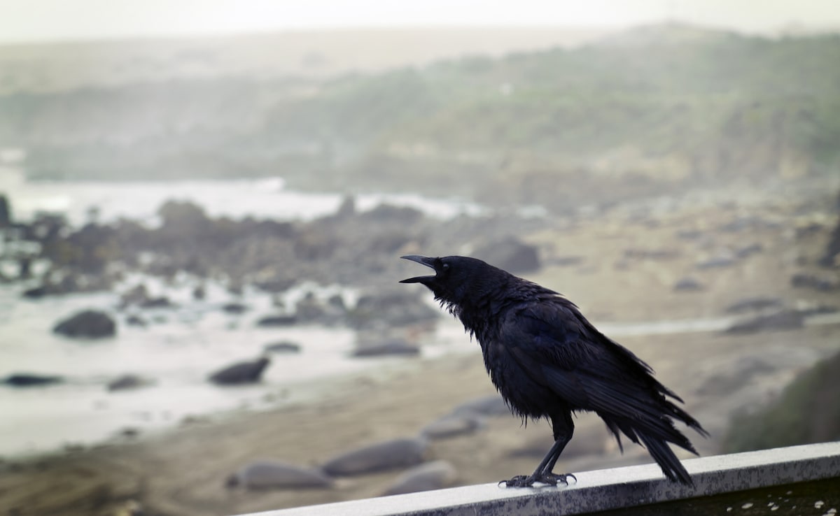 Bird Flu Alert In Tamil Nadu: Statewide Alert Issued After Crow Deaths; Public Urged Caution