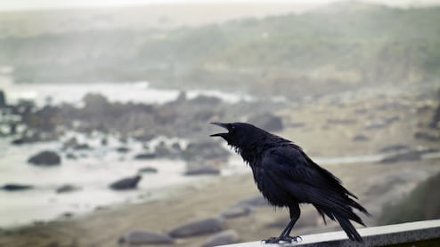 Bird Flu Alert In Tamil Nadu: Statewide Alert Issued After Crow Deaths; Public Urged Caution