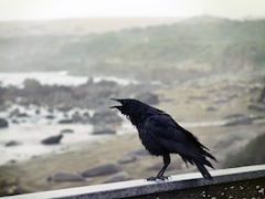 Bird Flu Alert In Chennai: What's Happening And How People Can Stay Safe